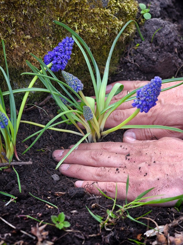 Gardener planting Muscari flowers in the garden. Spring garden w