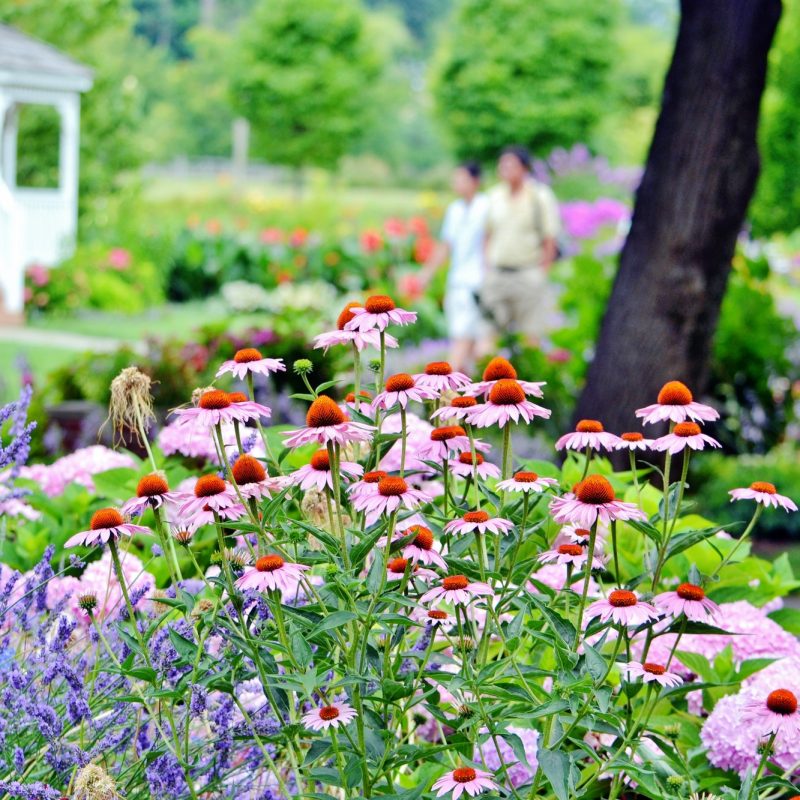 Beautiful garden