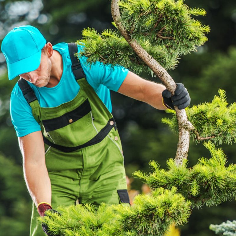 gardener-checking-garden-tree-health-2021-08-29-16-57-16-utc-1