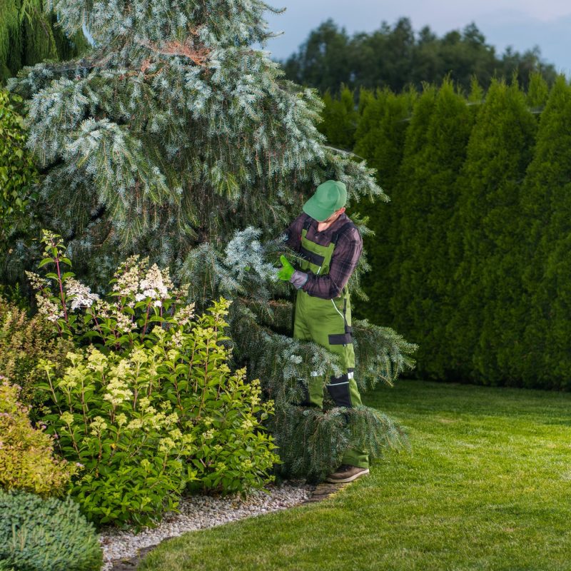 Professional Gardener Checking Garden Trees Health